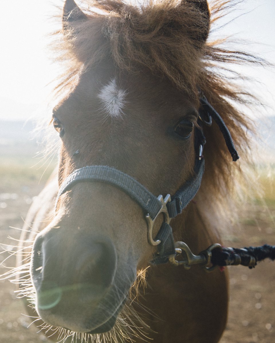 A pony at Five Marys Ranch looking into the camera