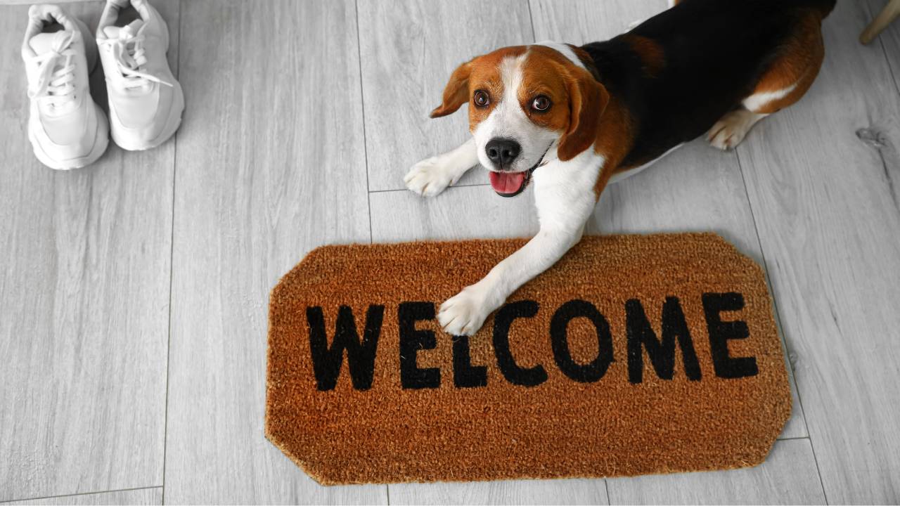 Ding Dong How to Handle the Chaos When the Doorbell Rings