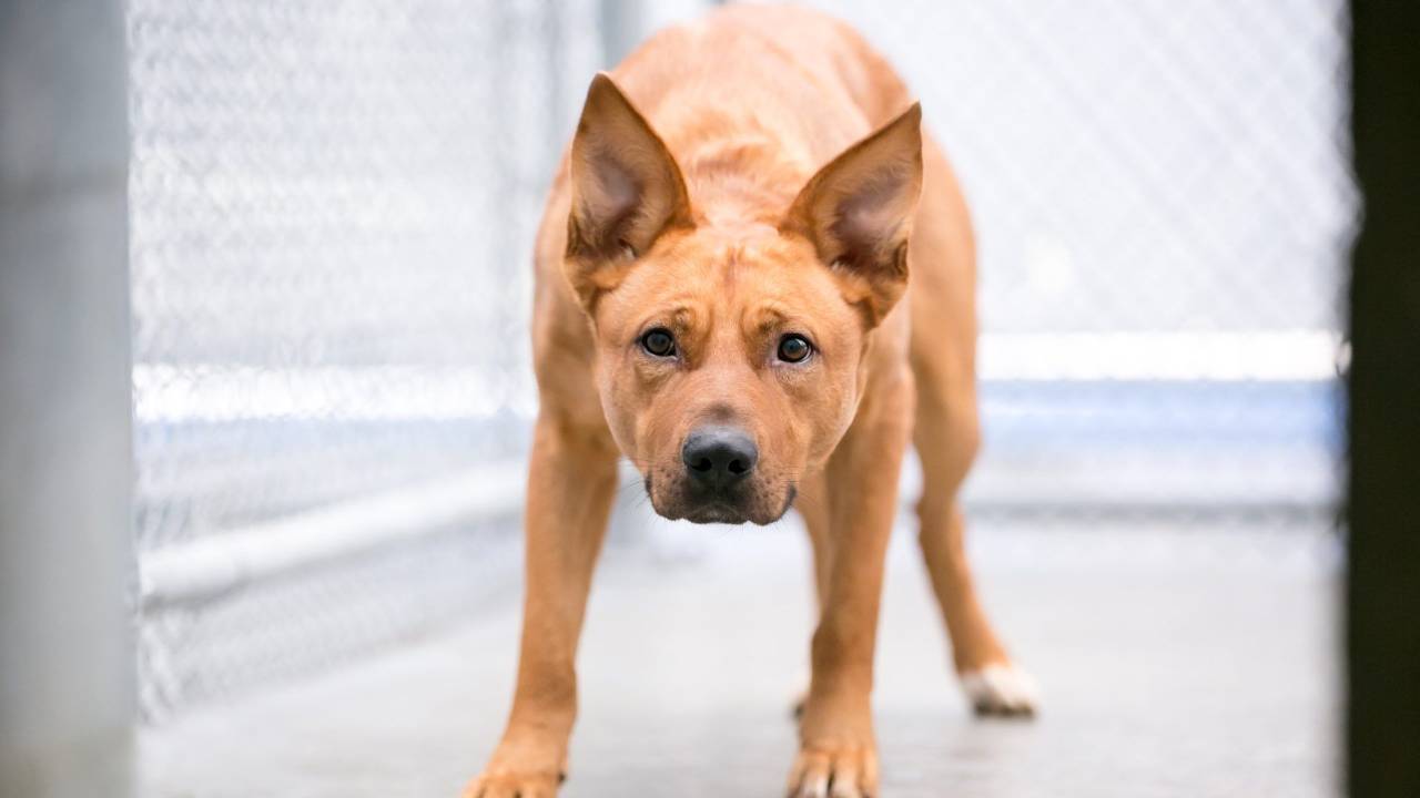 View of Understanding Anxiety in Dogs