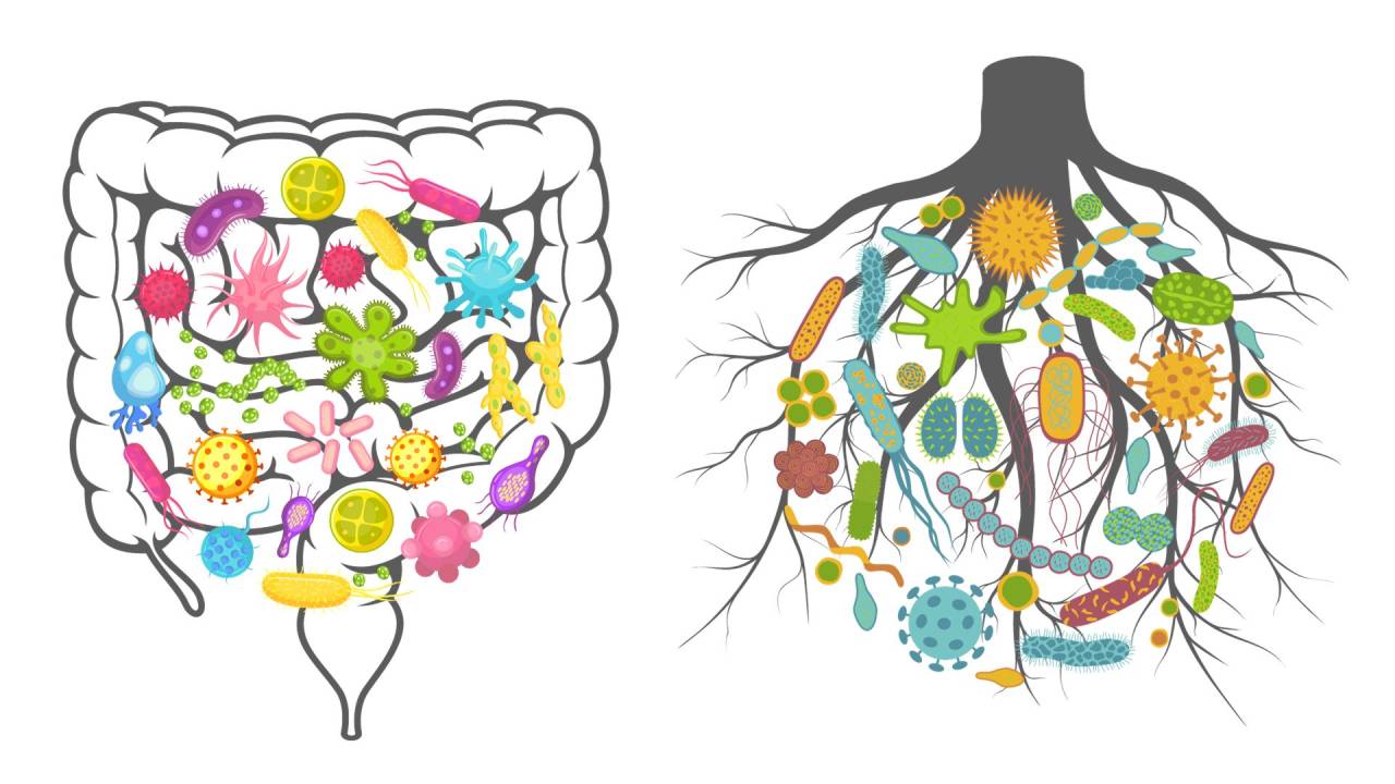 Heal Thyself Healthy Gut Heal thyself healthy gut