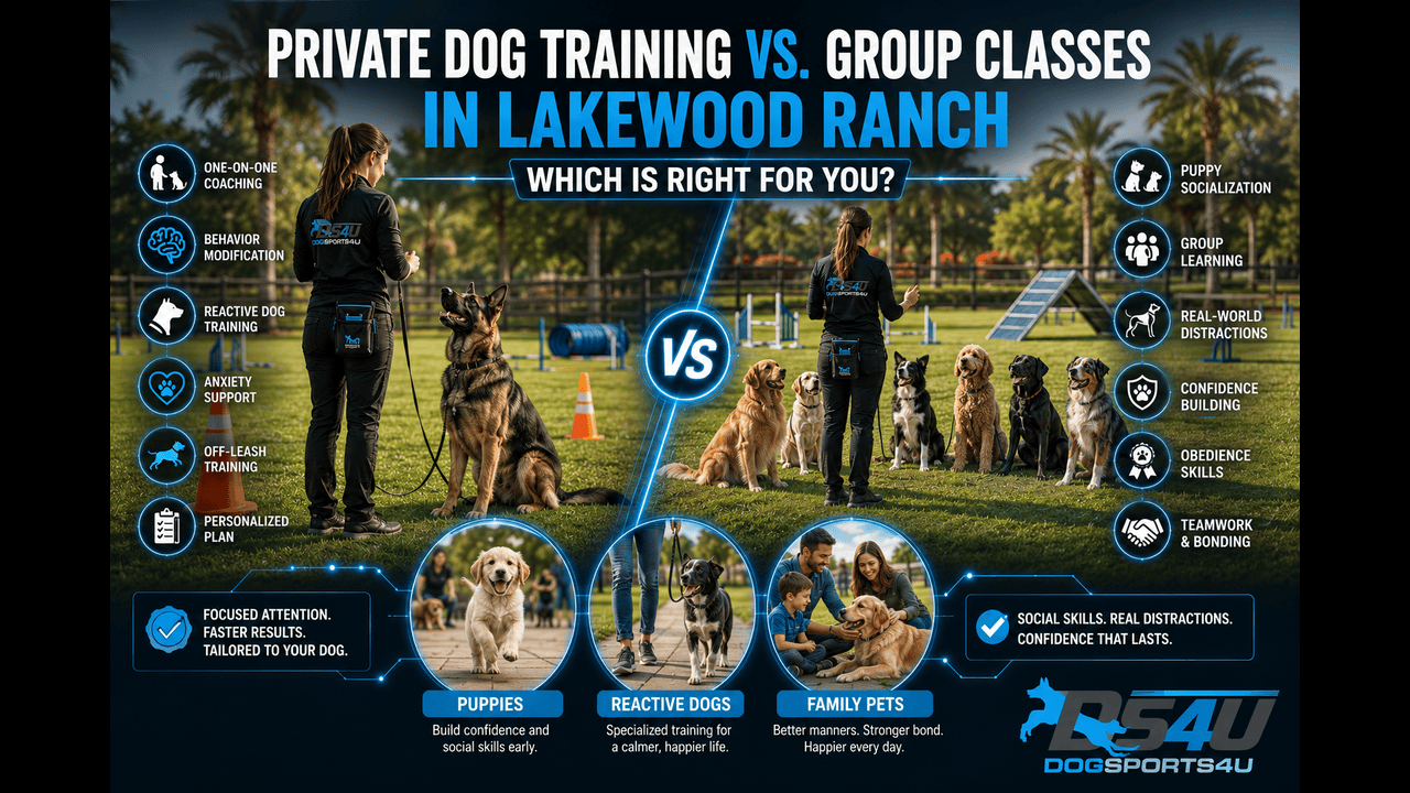 Private Dog Training vs. Group Classes in Lakewood Ranch Which Is Right for You