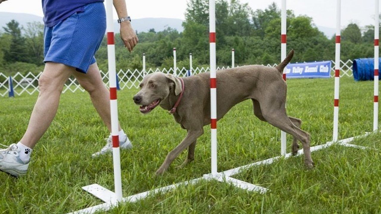 Sarasota for Aggressive Dogs