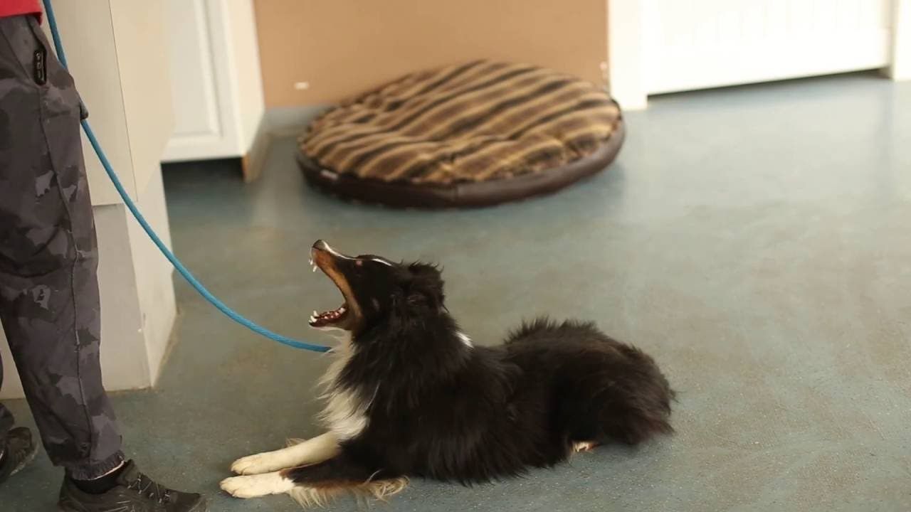 Sarasota Dog Training 