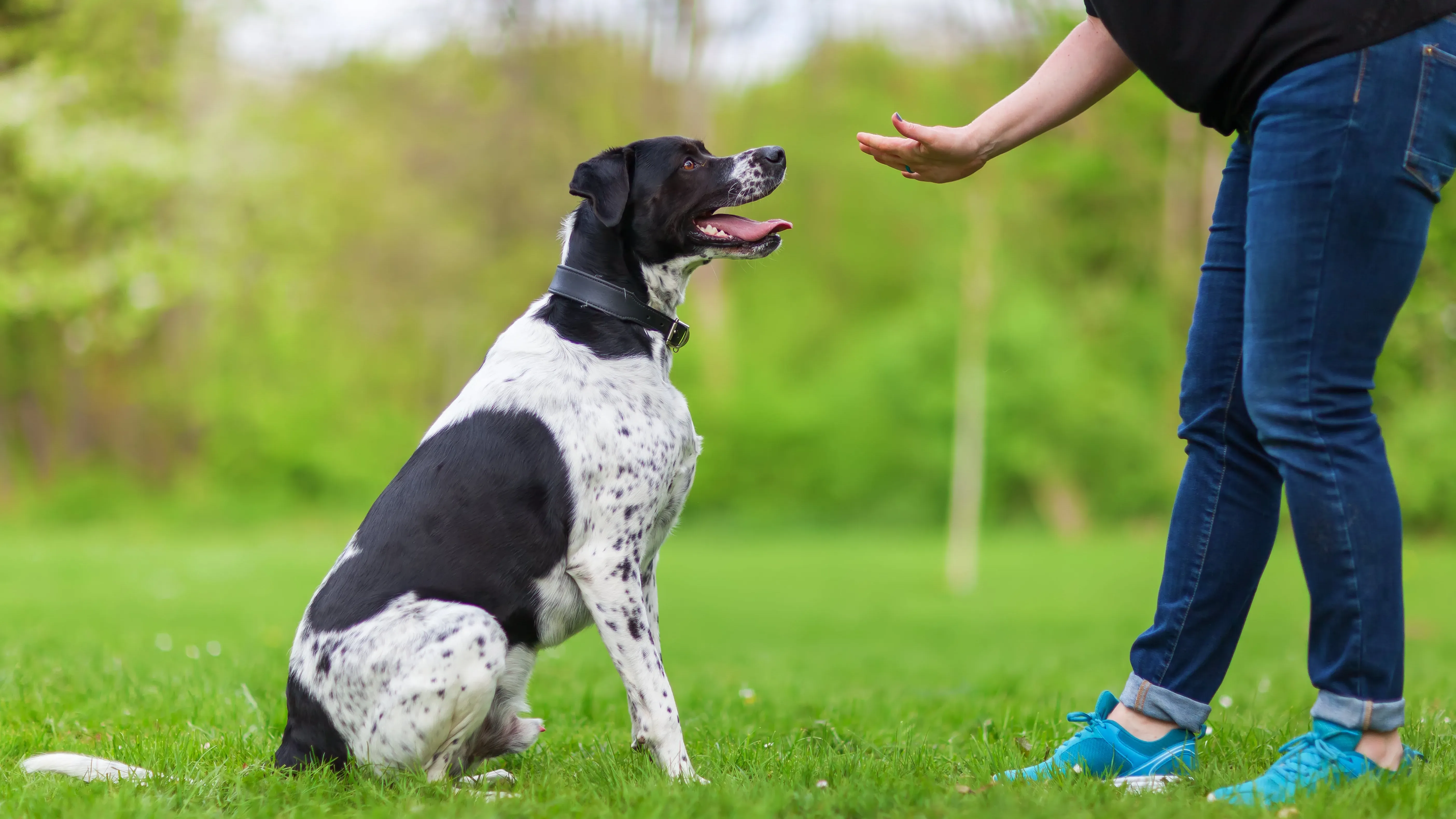 Sarasota Dog Training 