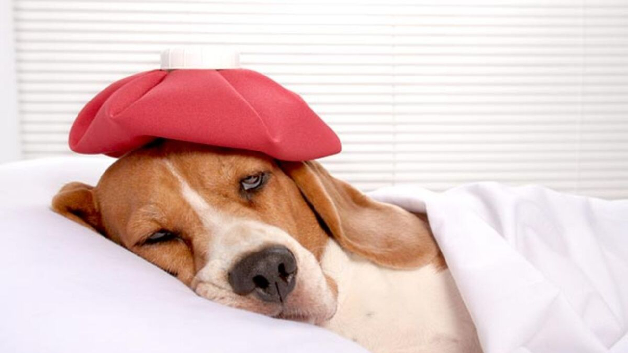 Sarasota Dog Training 