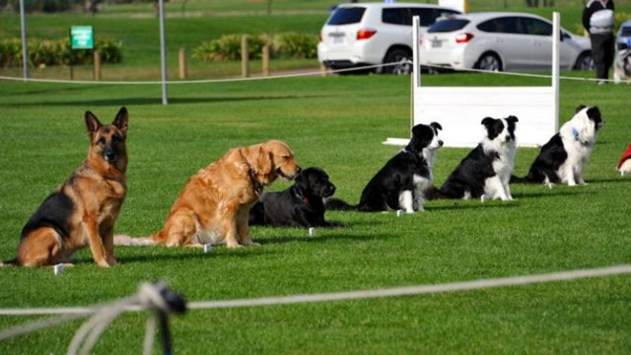 Award Winning Dog Training