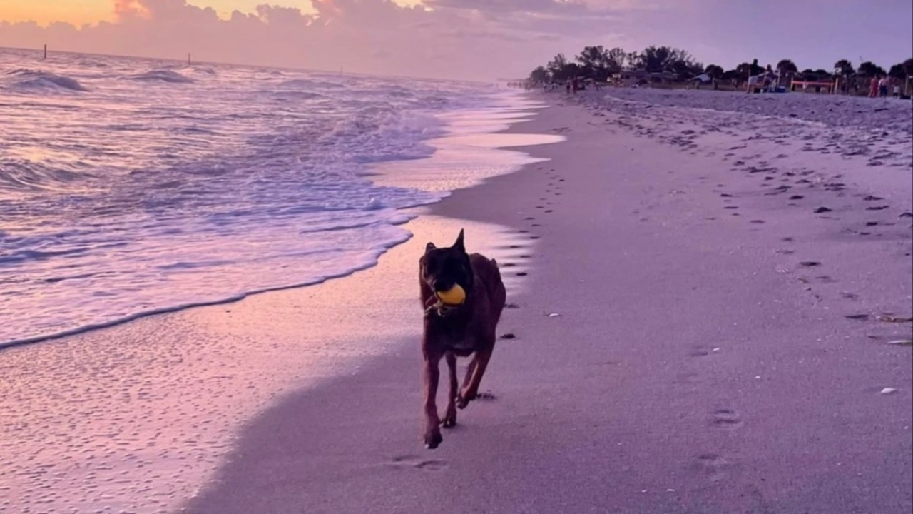 Sarasota for Aggressive Dogs