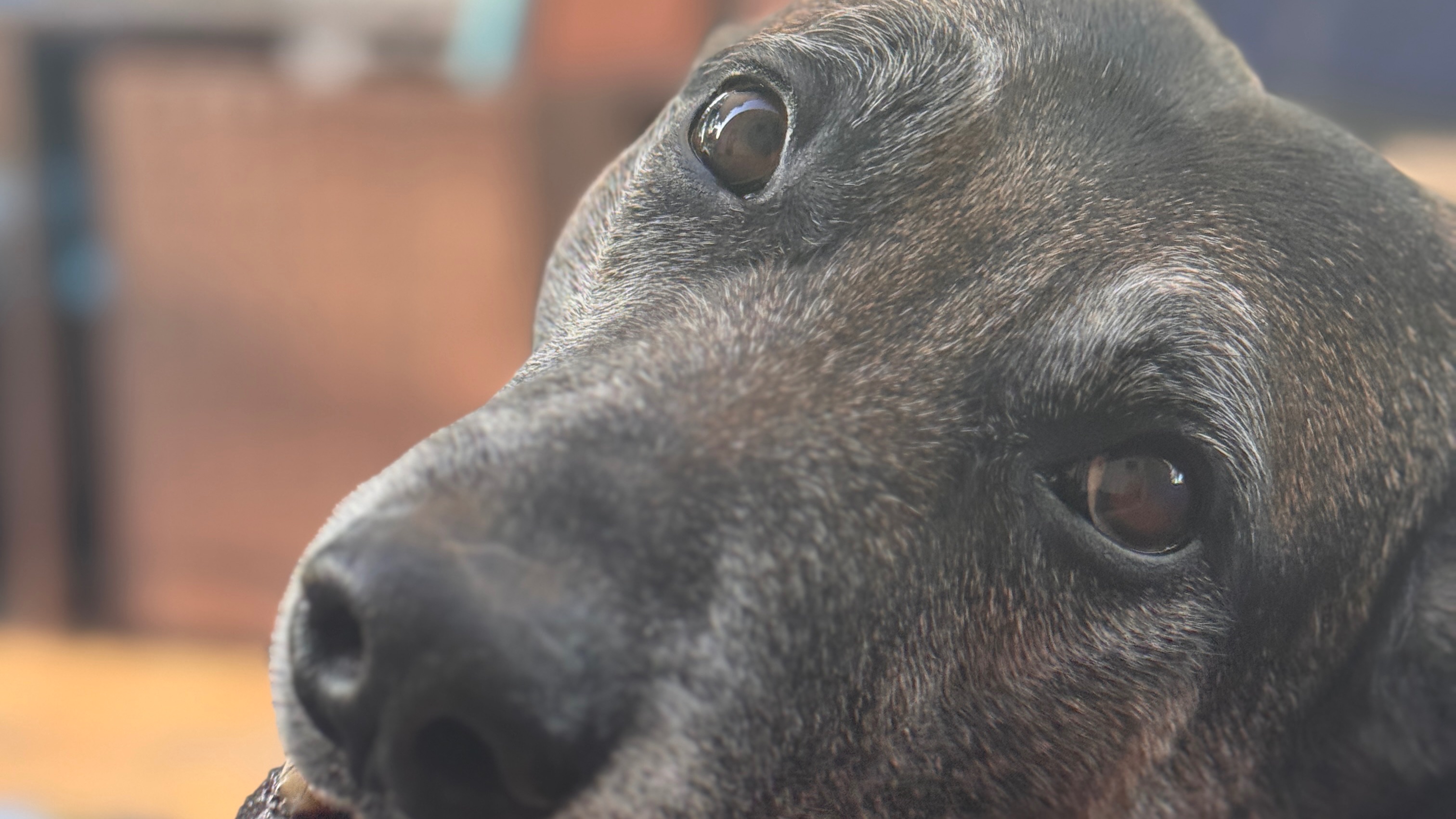 Sarasota Dog Training 