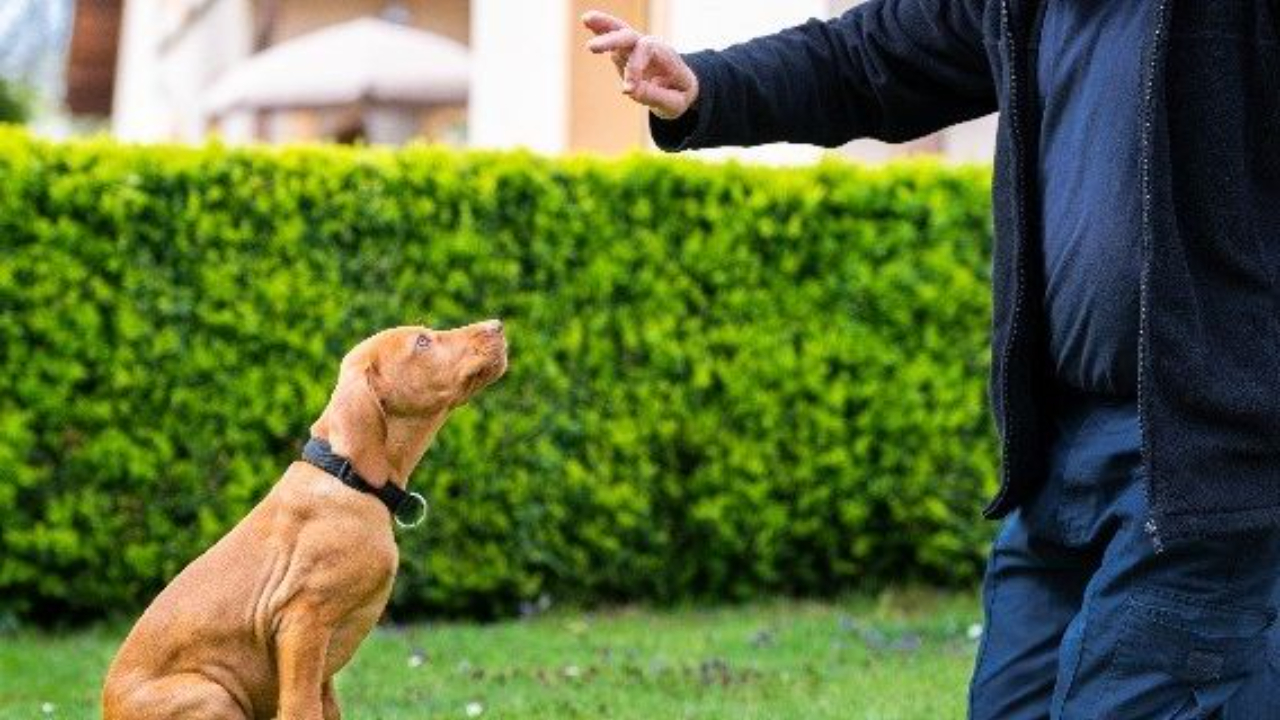 Sarasota Dog Training 