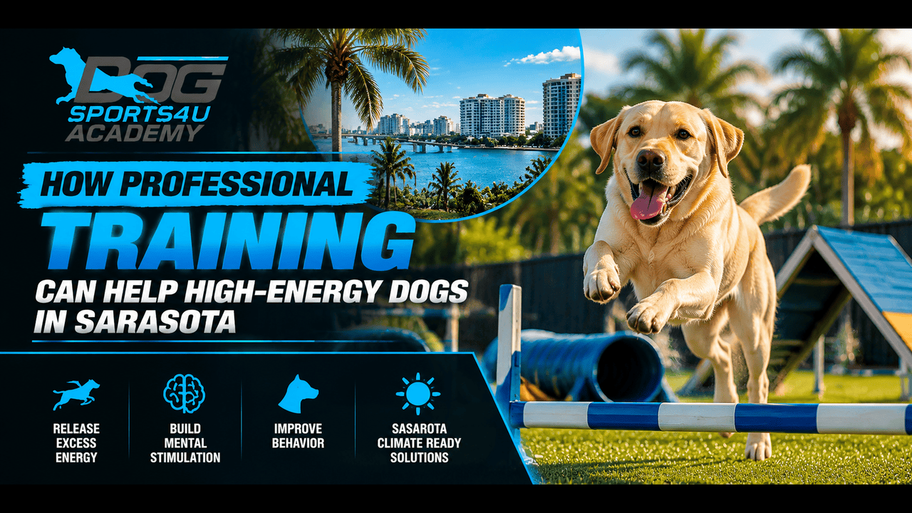 How Professional Training Can Help High-Energy Dogs in Sarasota