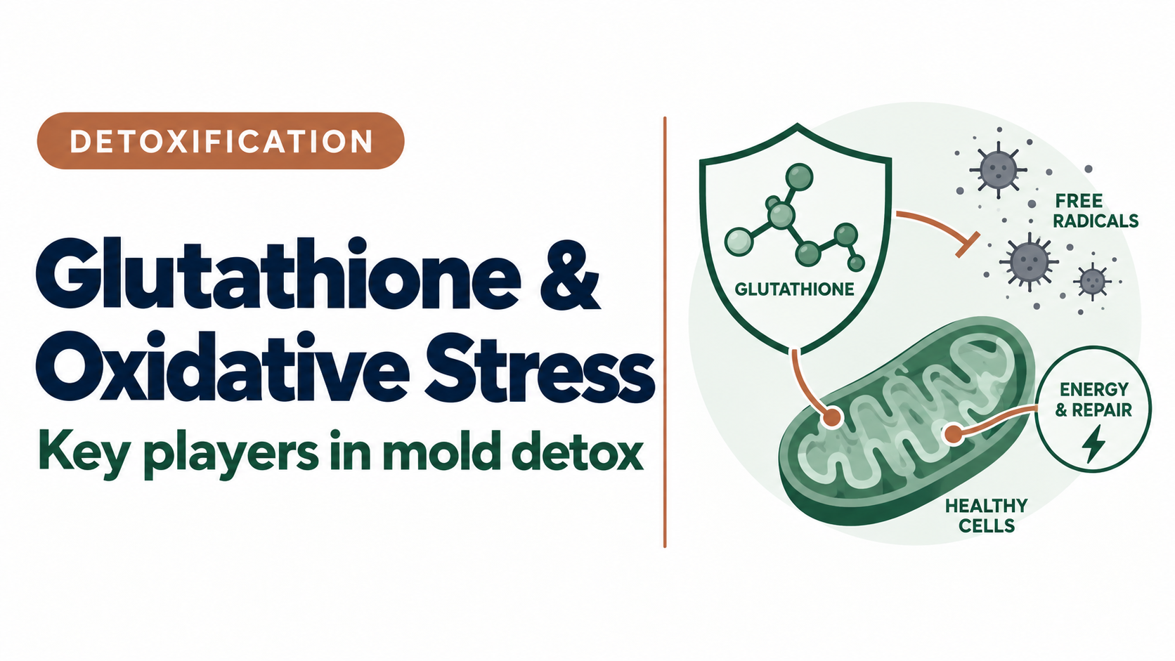 Illustration of glutathione protecting cells from oxidative stress