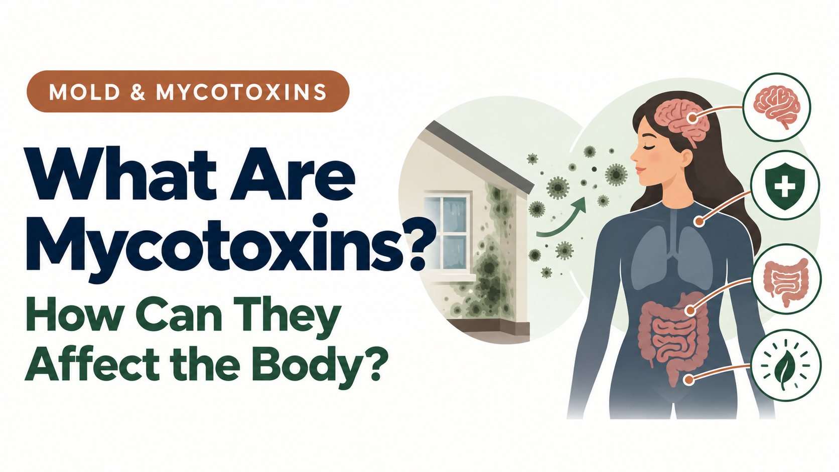 Illustration of mycotoxins released by mold and their possible effects on the body