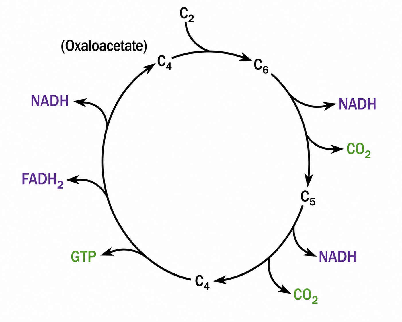 Organic Acids Logo