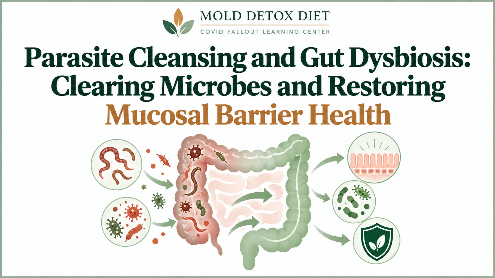 Illustration for the article on parasite cleansing, gut dysbiosis, and mucosal barrier health after COVID