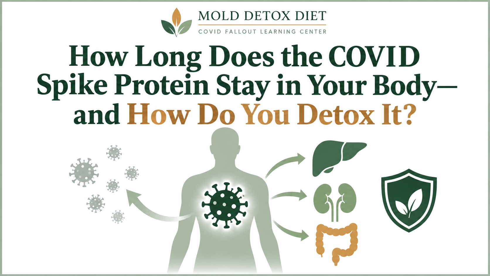 How Long Does Spike Protein Stay in Your Body? illustration