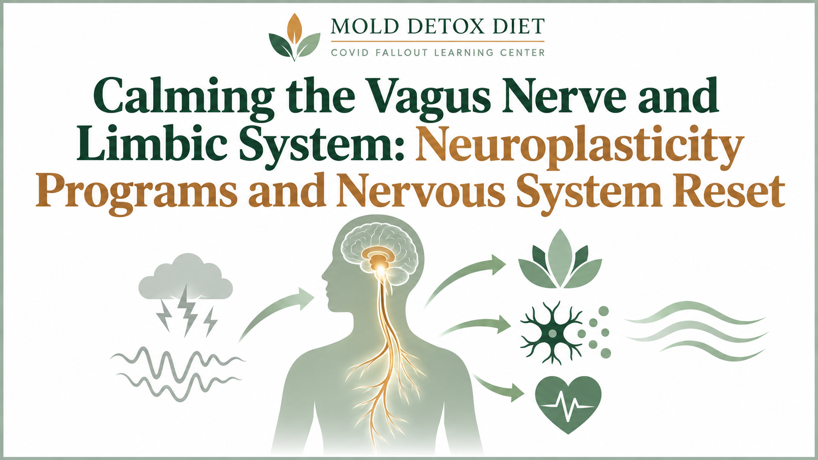 Illustration for the article on calming the vagus nerve and limbic system after COVID