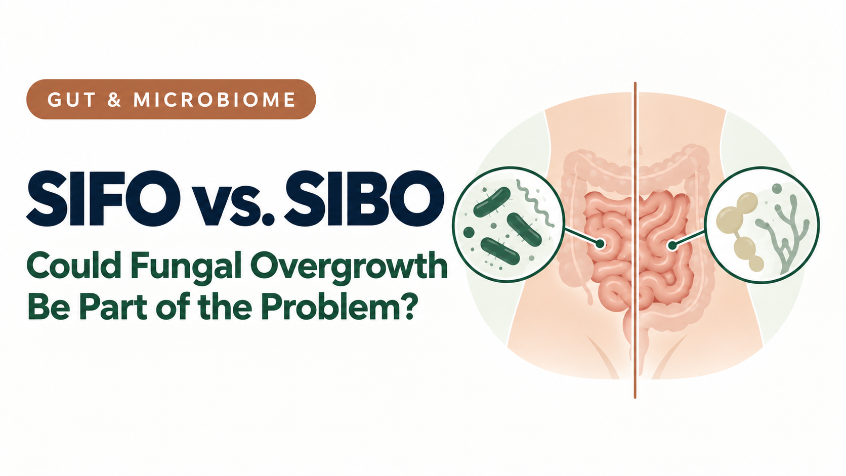 Illustration comparing fungal and bacterial overgrowth in the small intestine
