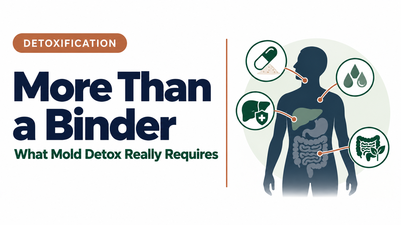 Illustration of binders as one part of a broader mold detox approach