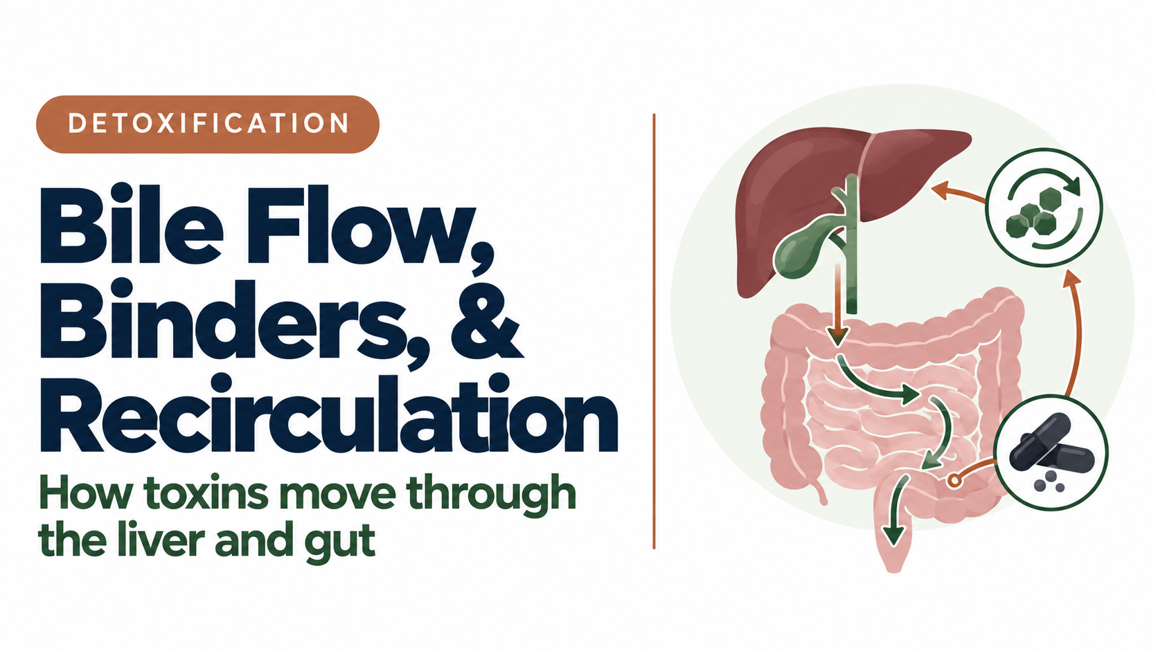 Illustration of bile flow from the liver to the intestine and back