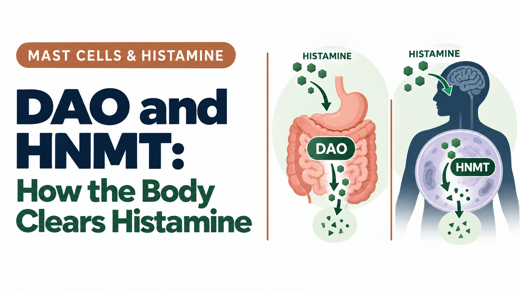 Illustration of the DAO and HNMT enzymes breaking down histamine