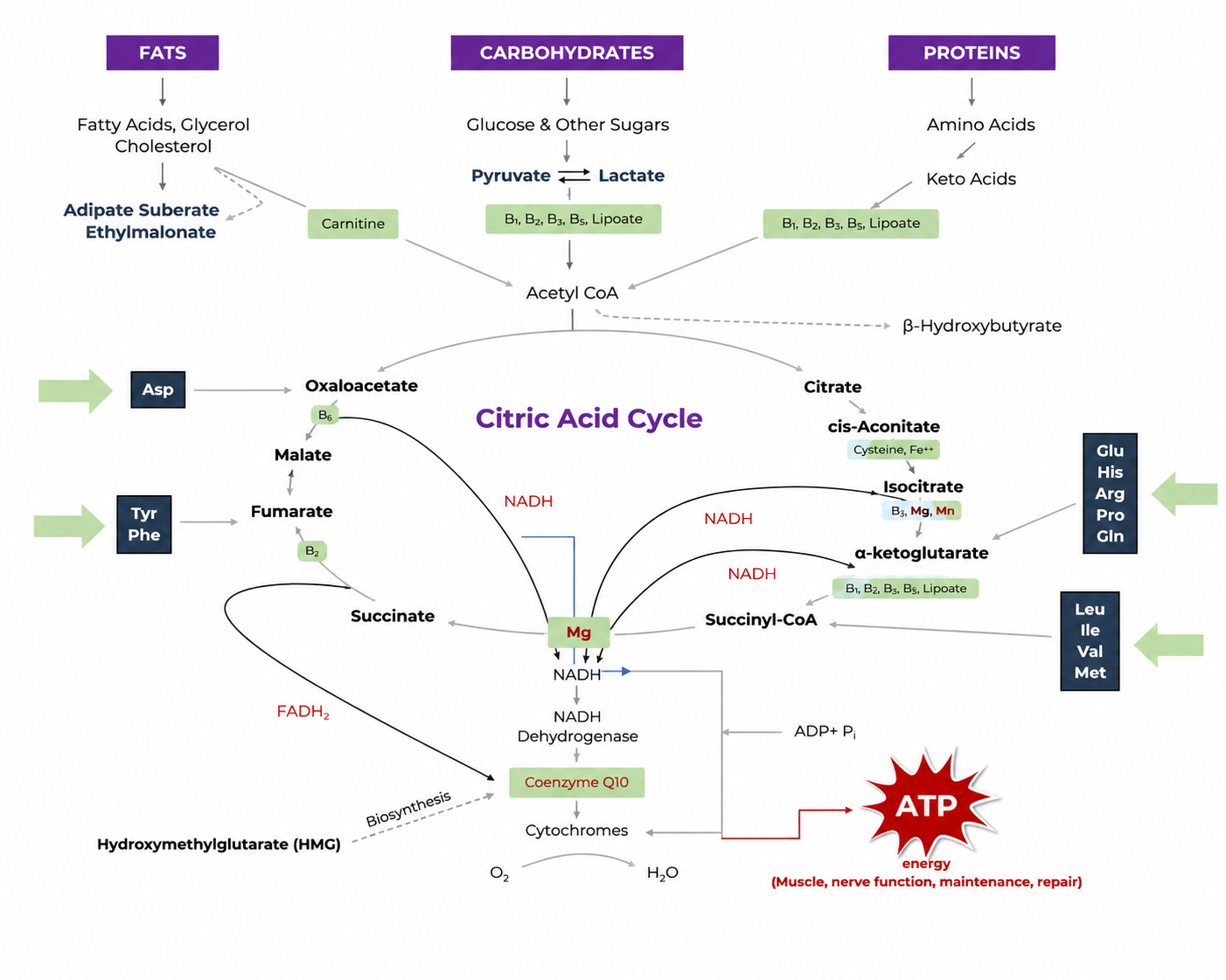 Citric acid cycle and organic acids metabolic pathways
