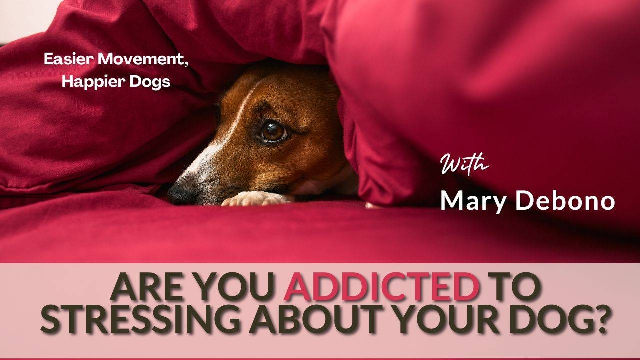 Gallery Detail: Are You Addicted To Stressing About Your Dog