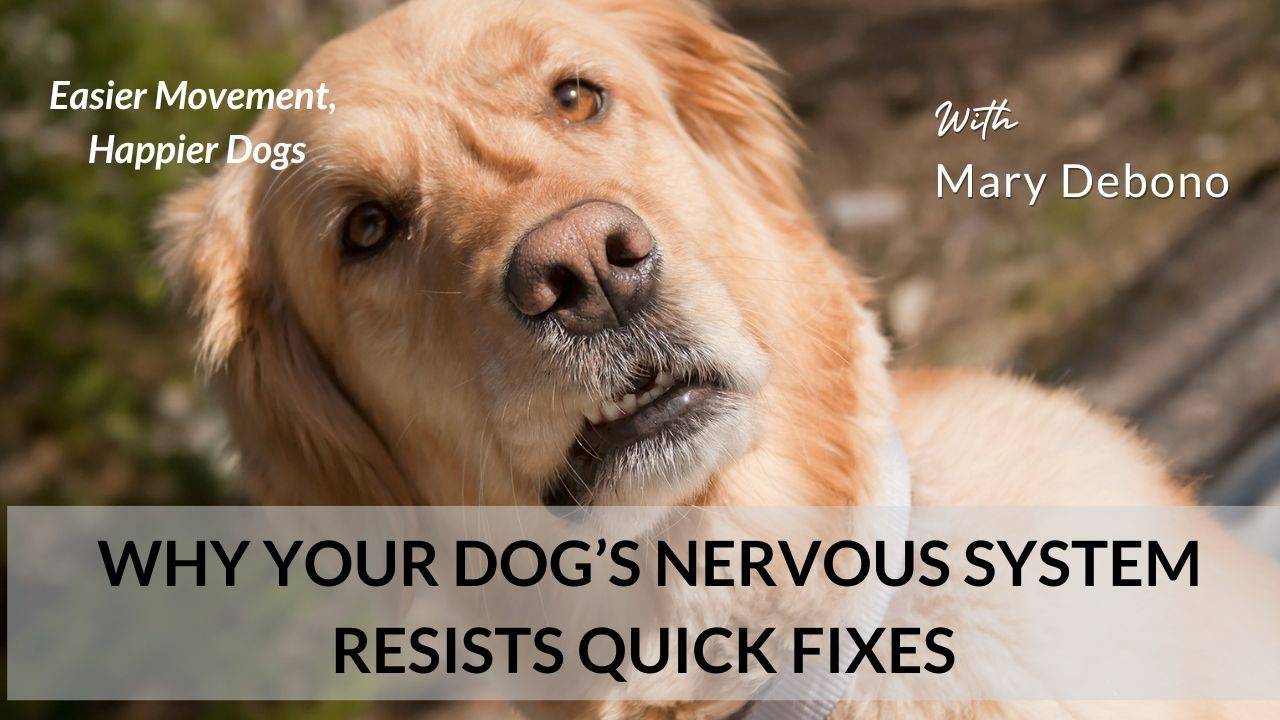 Image showcasing Why Your Dog’s Nervous System Resists Quick Fixes