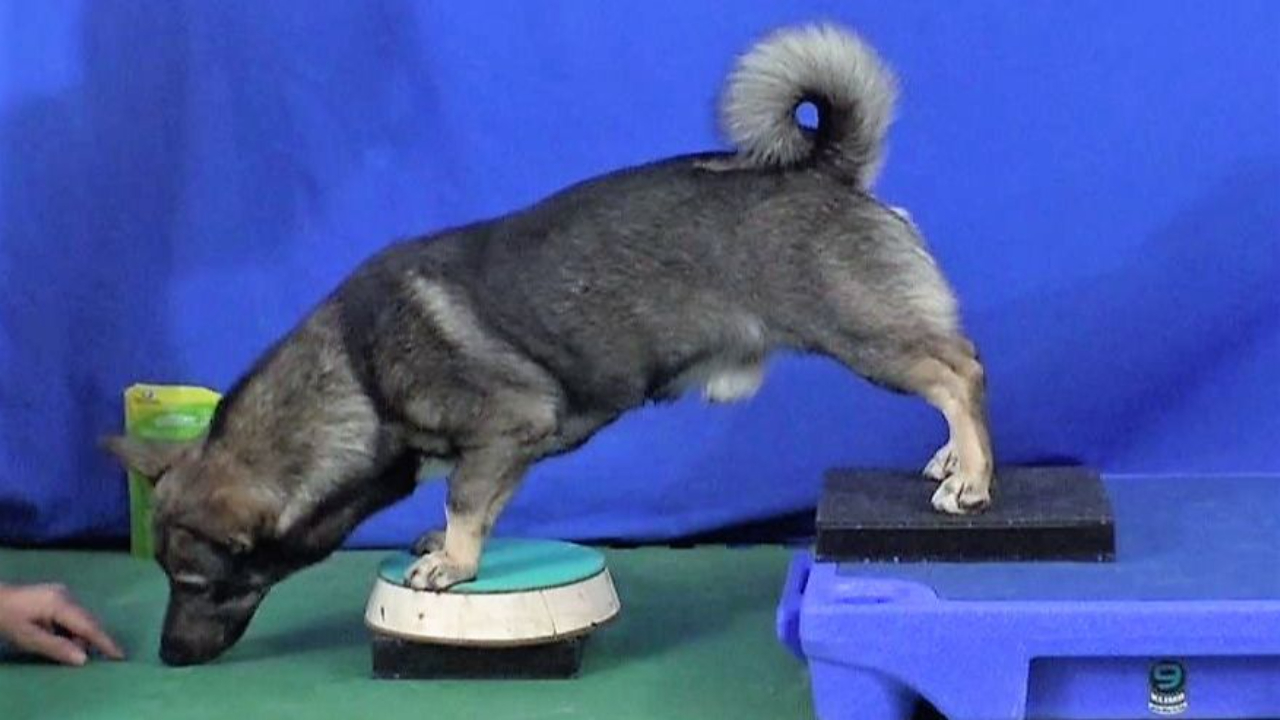 Push-ups on a stable platform
