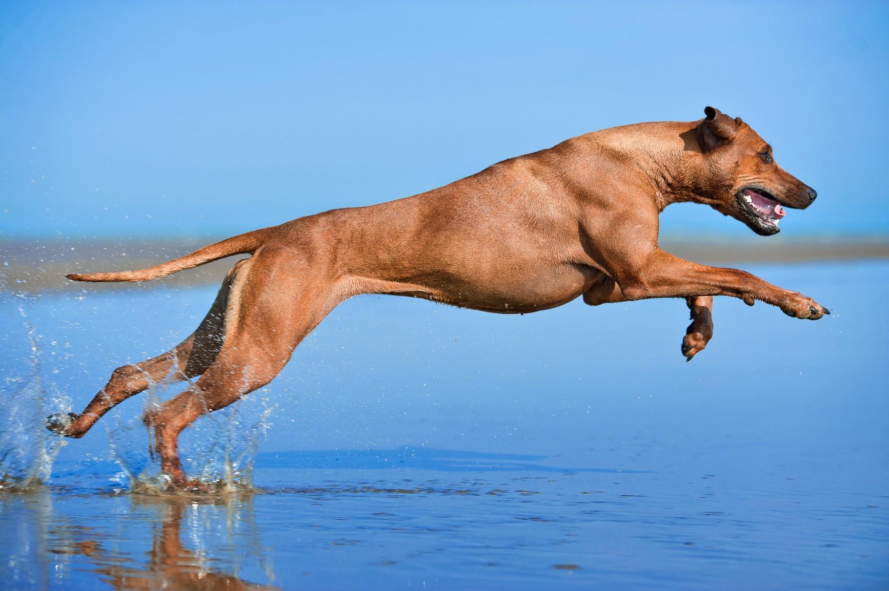 An athletic dog at peak fitness