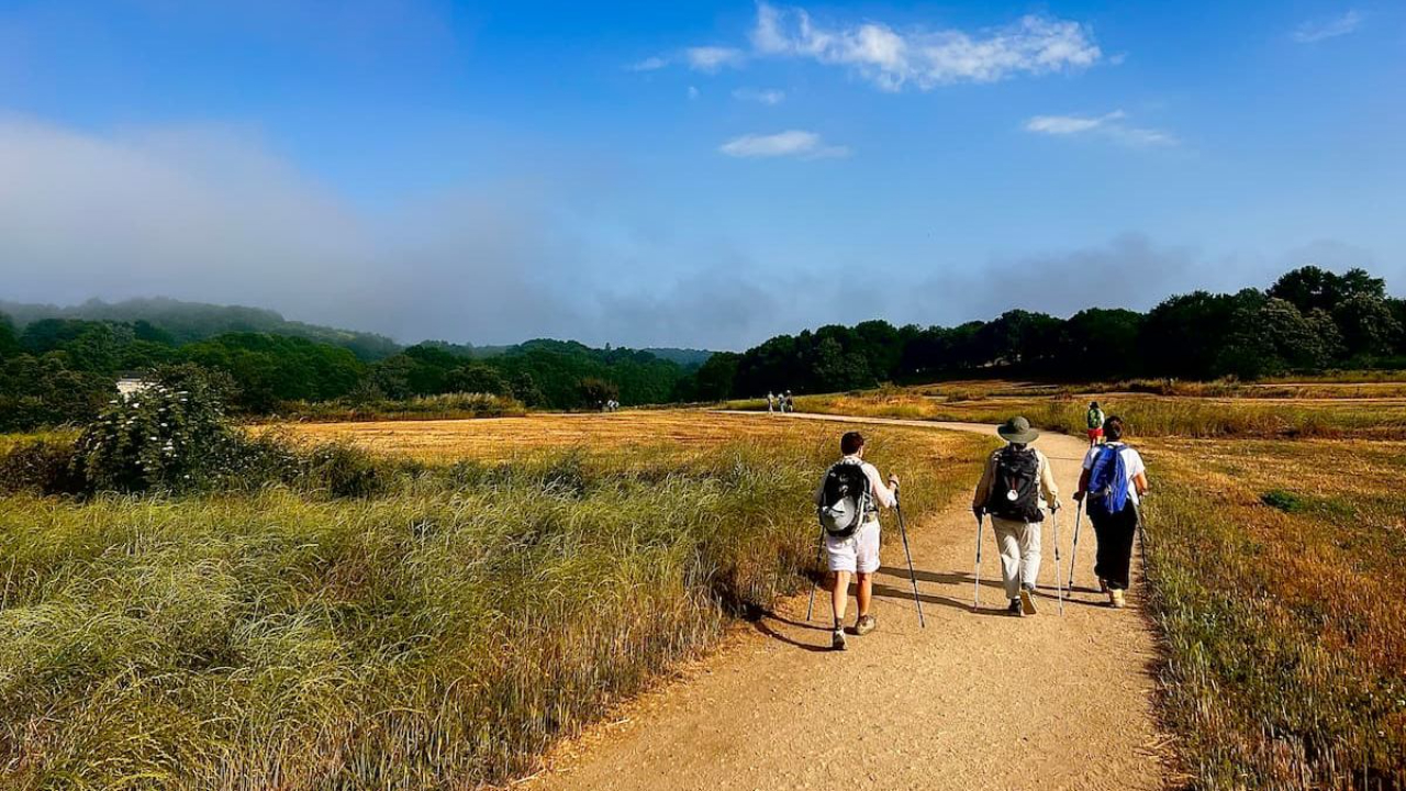 Pilgrims walking a sunlit trail through golden meadows with backpacks and trekking poles, one carrying a Camino scallop shell