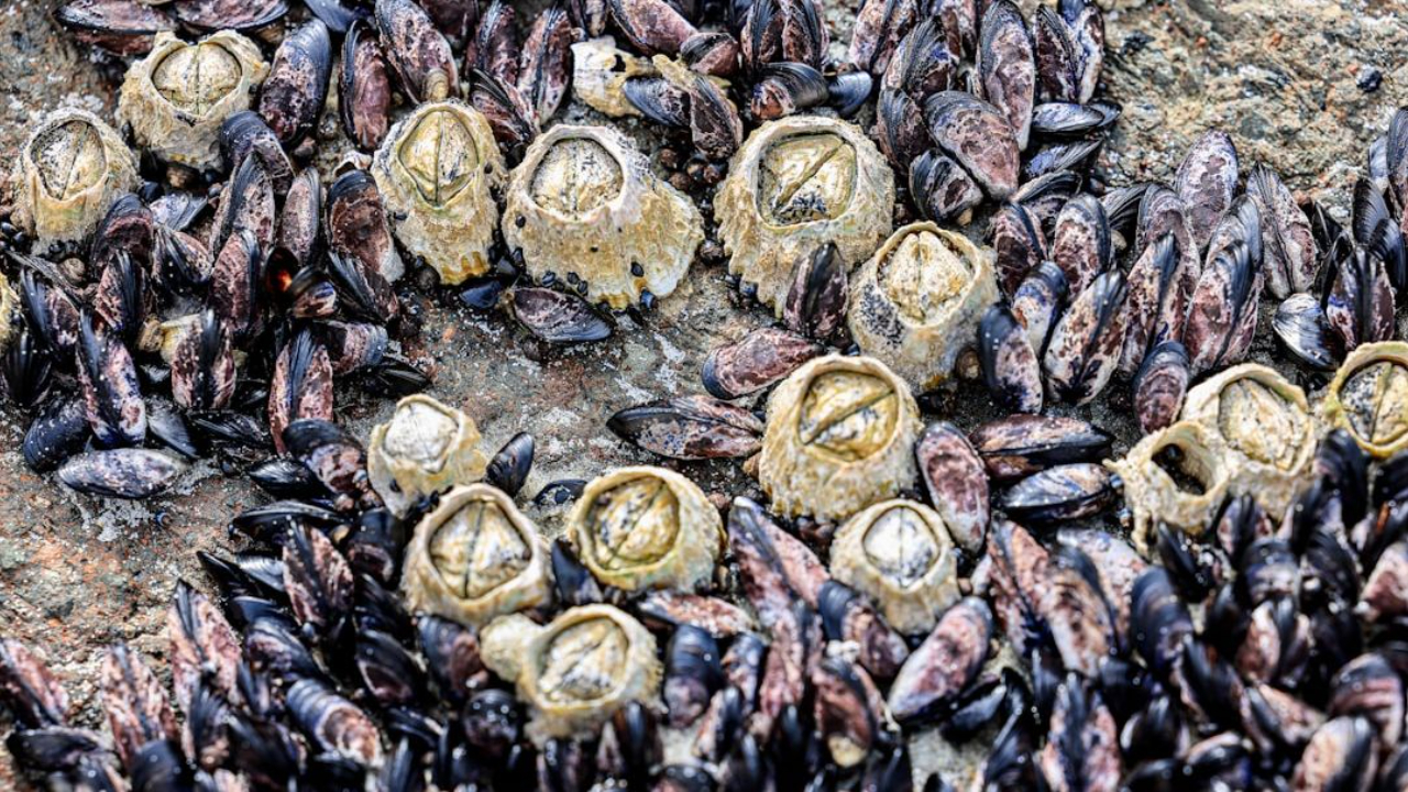 Barnacles
