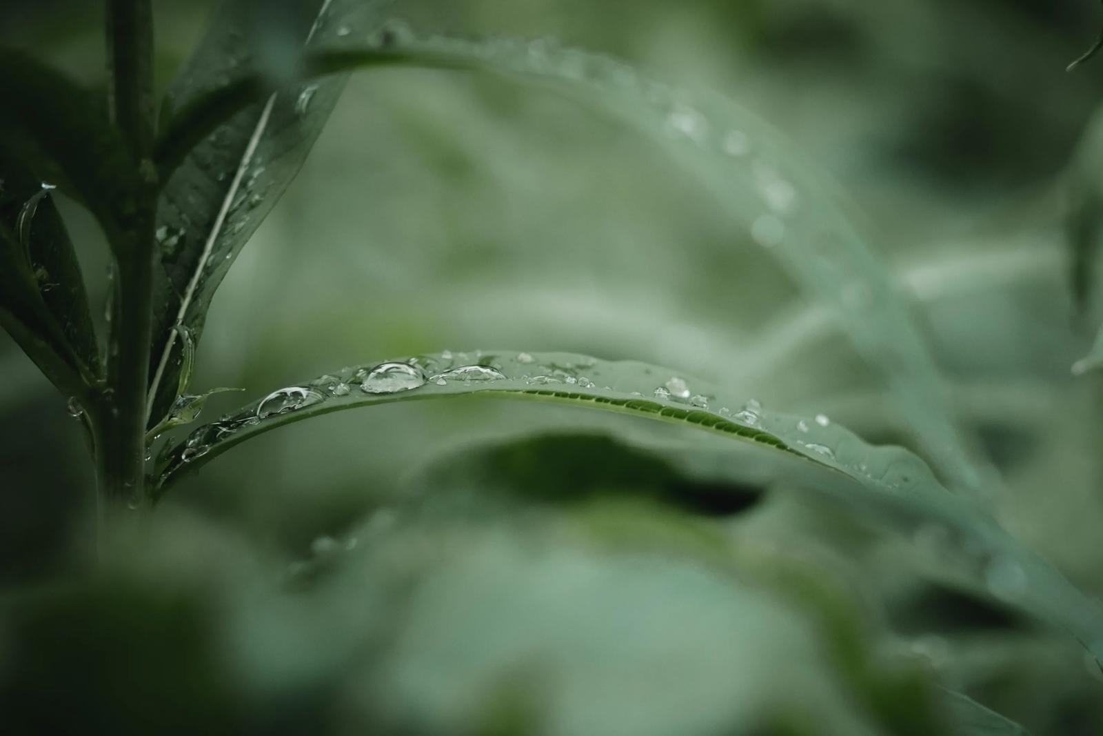 Wassertropfen auf einem Blatt