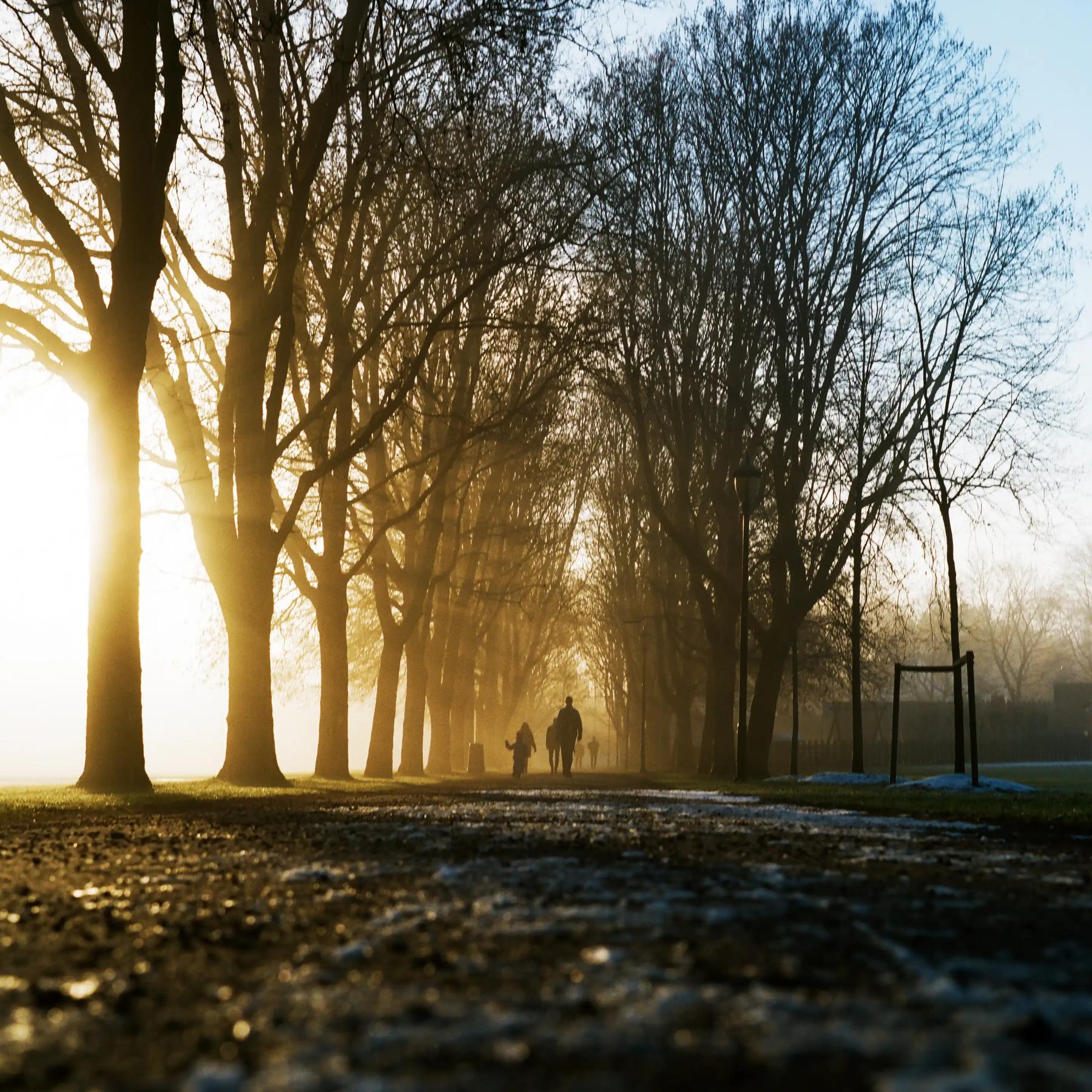 Zwei Menschen gehen eine Allee entlang, Licht fällt durch den Nebel