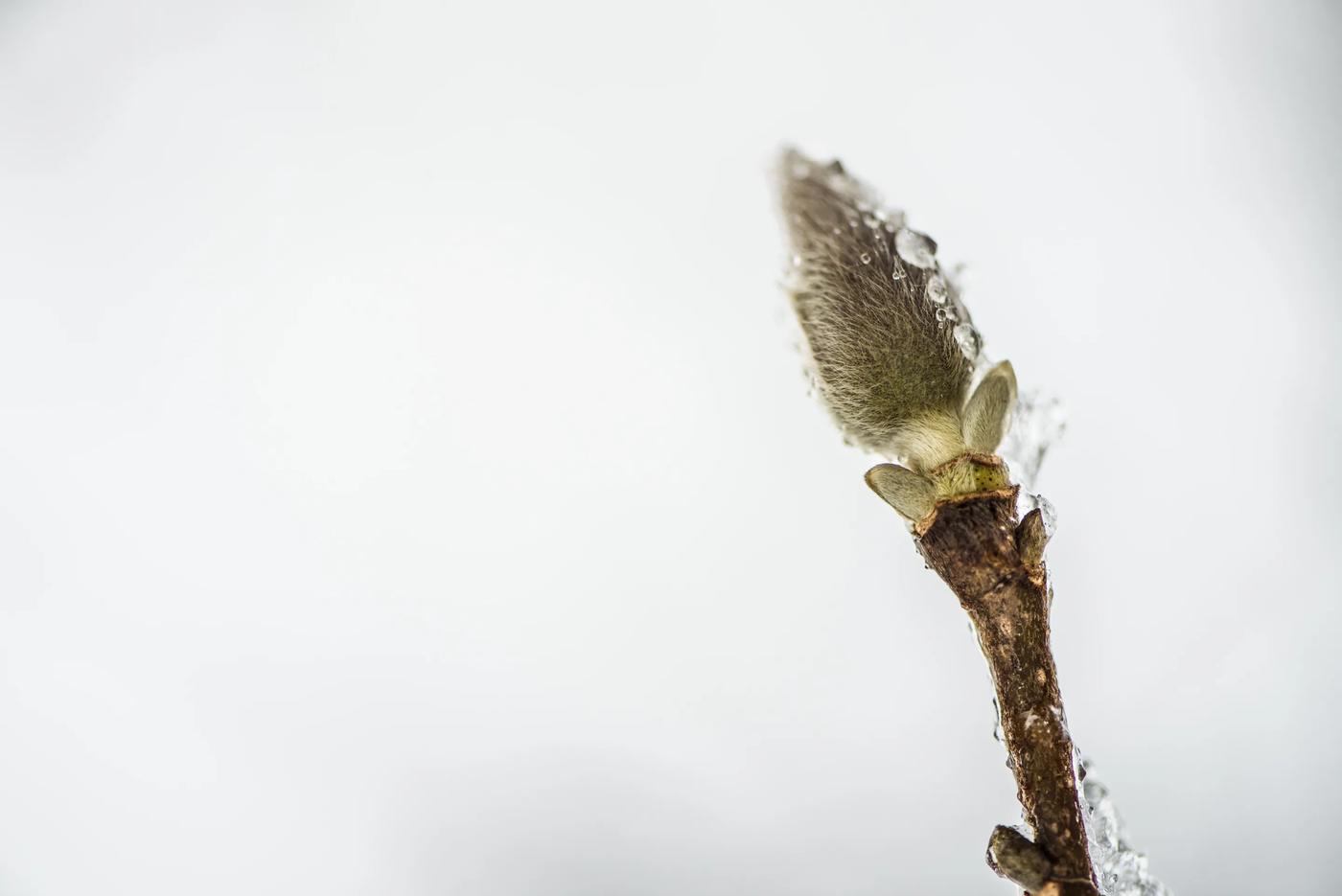 Eine Knospe vor hellem Grund