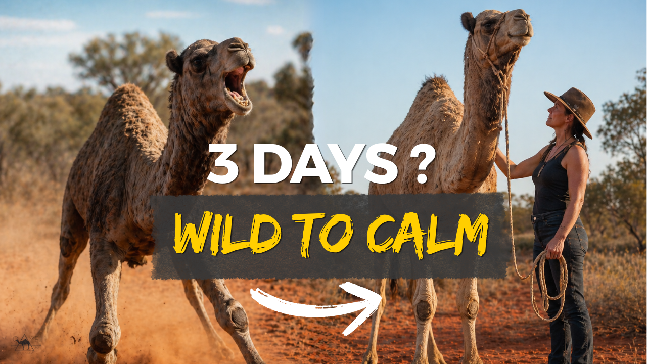 Training Wild Camels Tara Lea