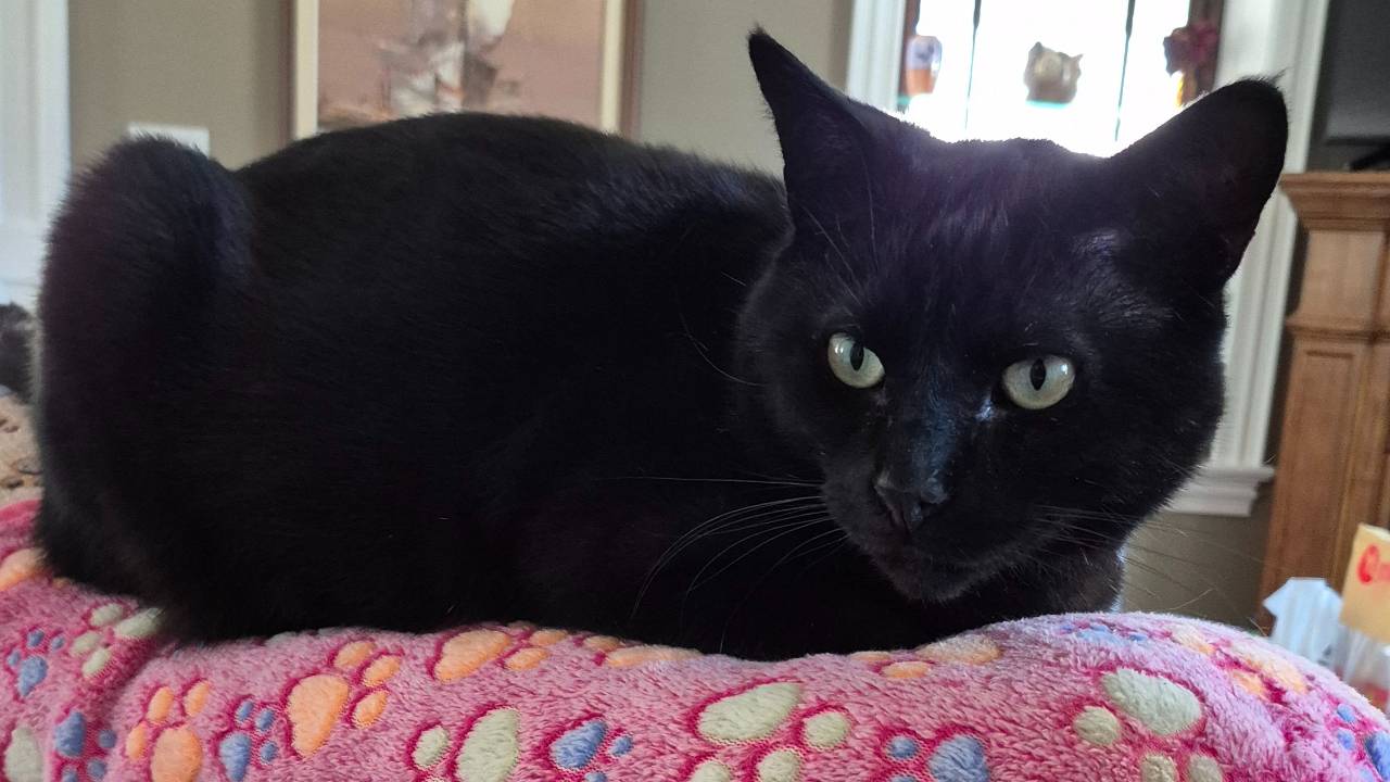 Adopting the least likely to get adopted Cat