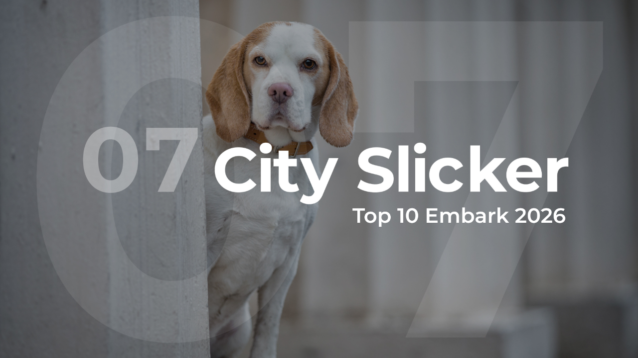Embark 2026 City Slicker Top 10