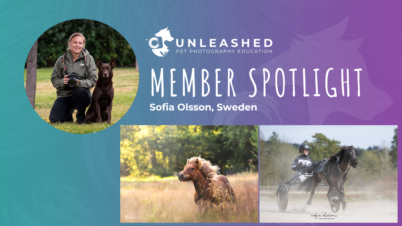 Sofia Olsson - Member Spotlight