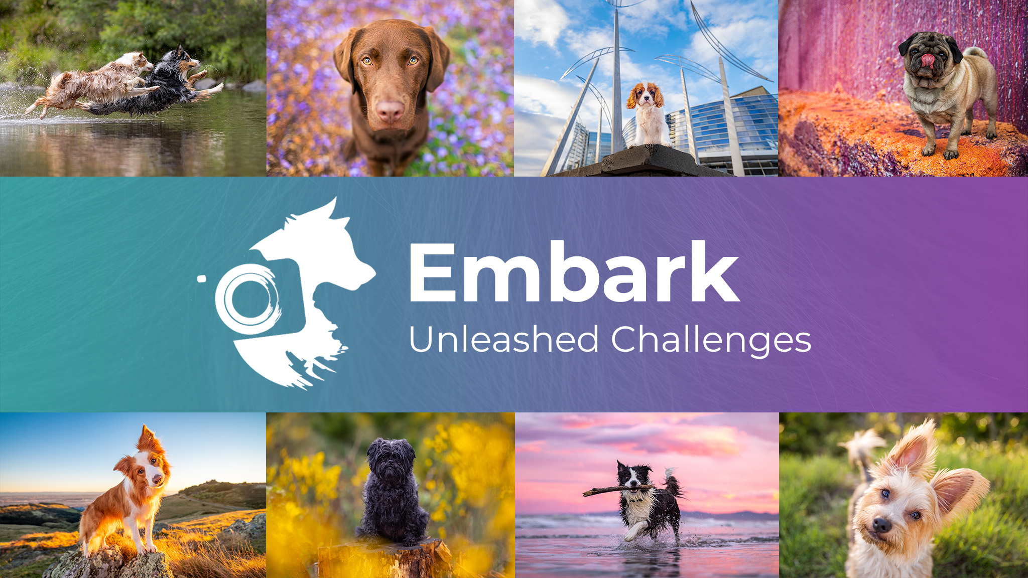 Premium Pet Photography Educational Videos