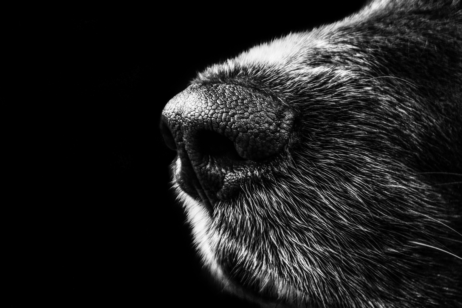 Getting Your Own Dog's Nose