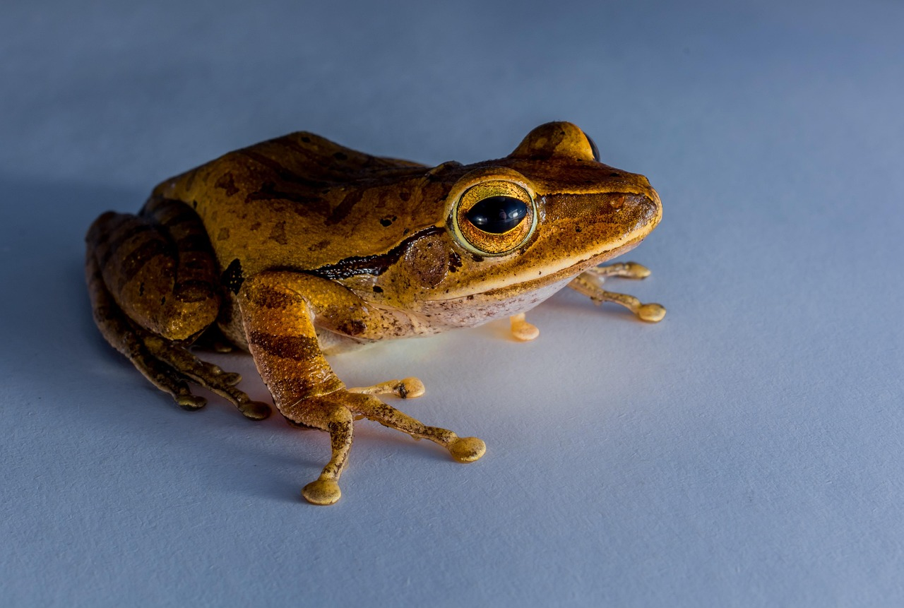 The Frog with the Rotated Eye