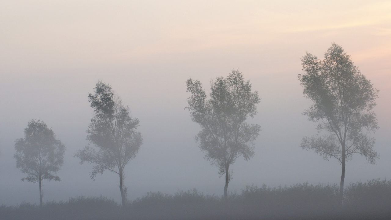 Four trees silhouetted in morning fog beneath a soft golden sunrise.