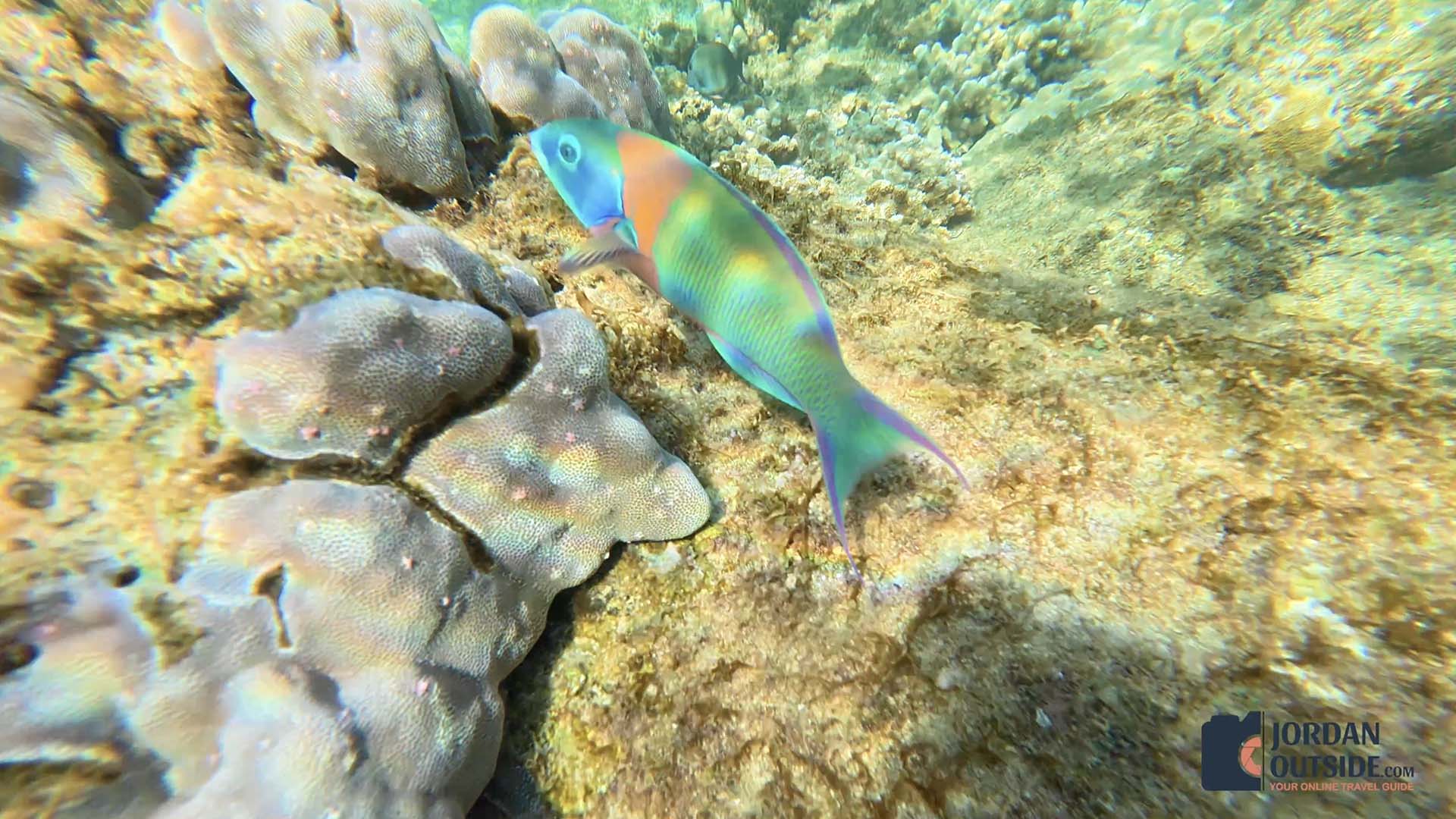 Kapalua Bay Beach