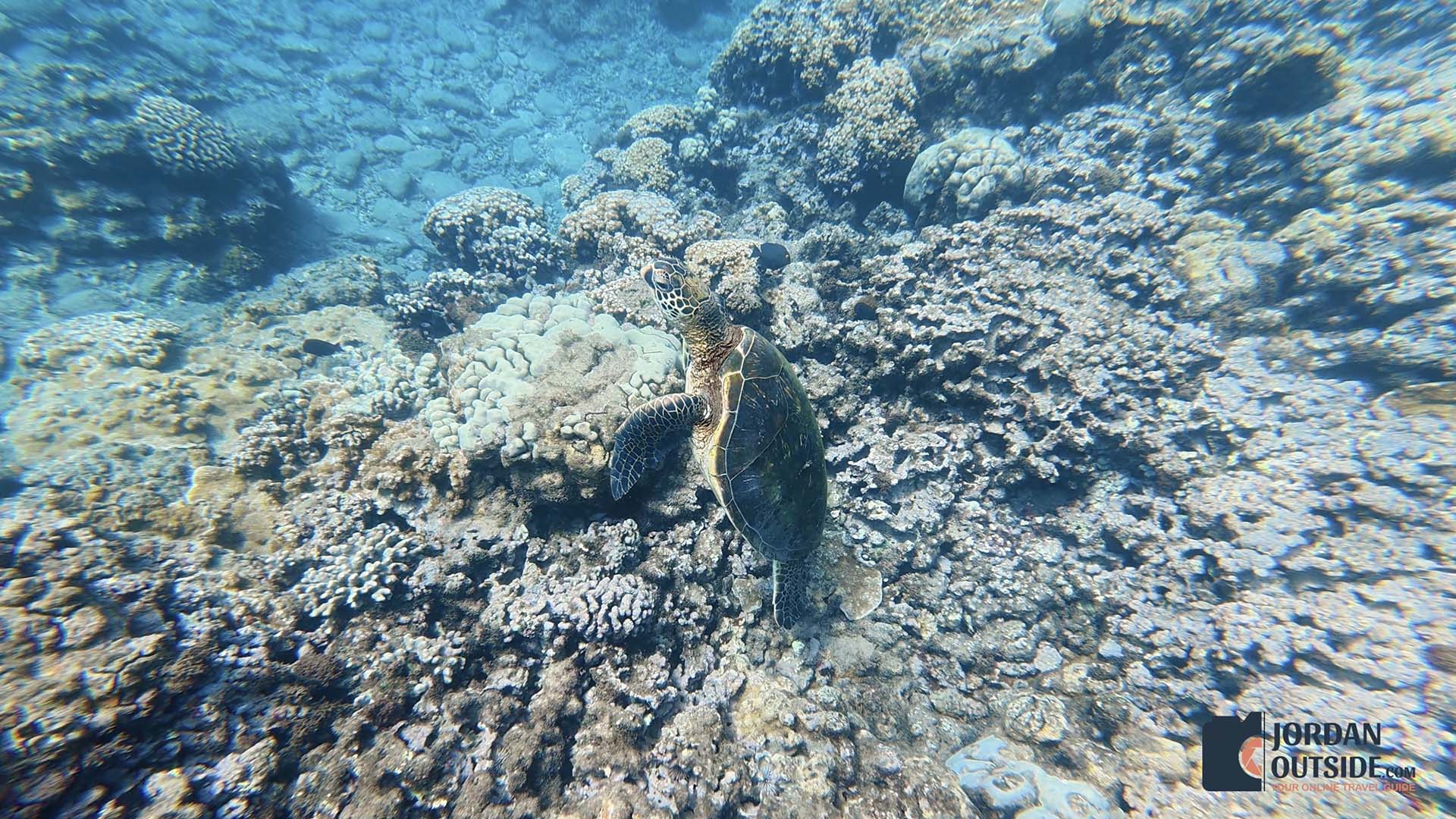Honokeana Cove, Maui