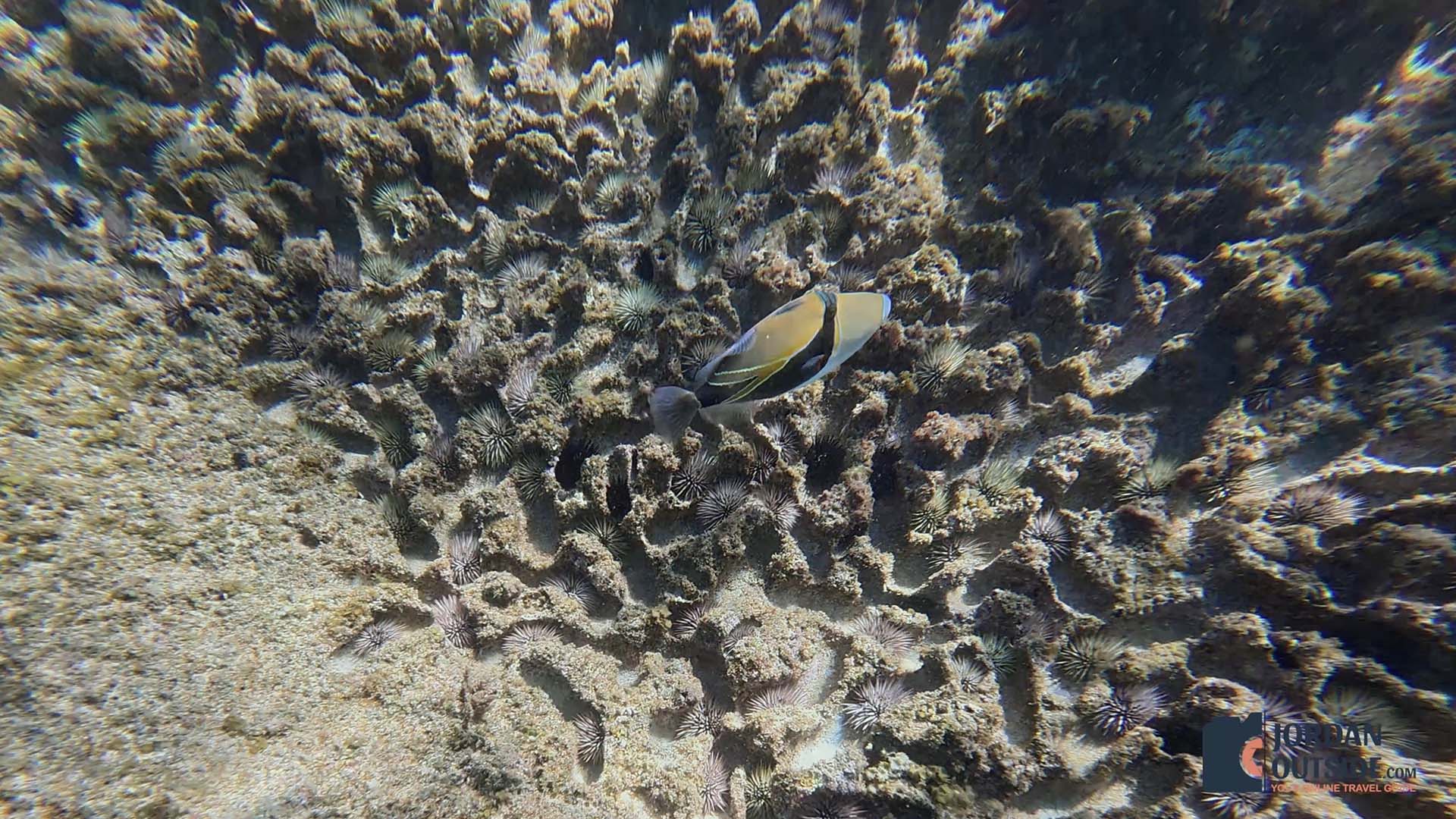 Napili Bay Beach, Maui