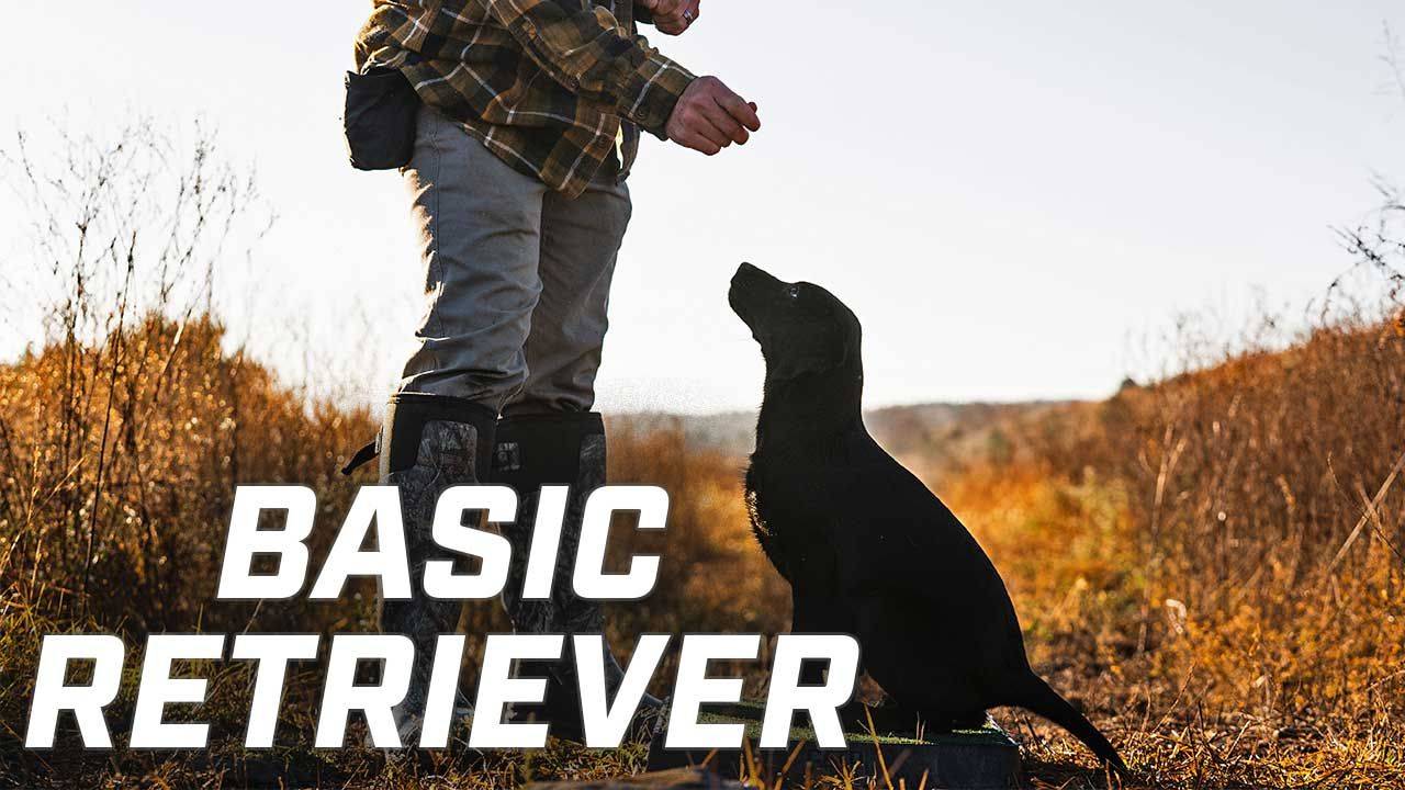 Step By Step Retriever Training Online Videos For You
