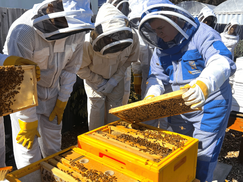 Workshop attendees around an open hive