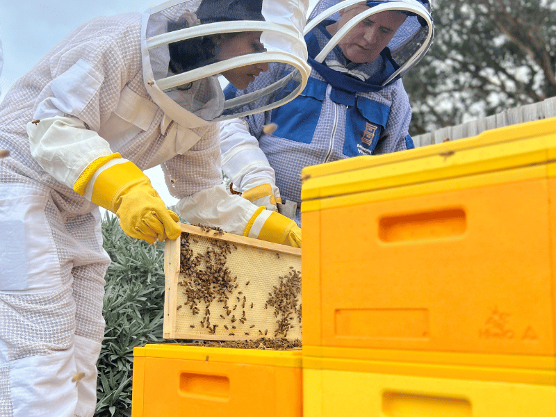 An attendee holding a frame of bees