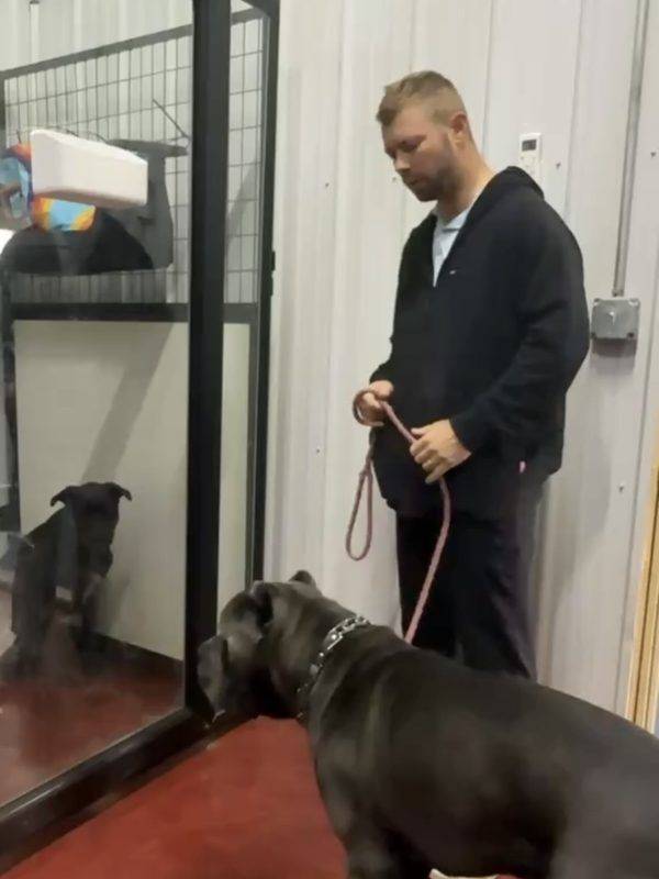 Lee with a Cane Corso at the kennels
