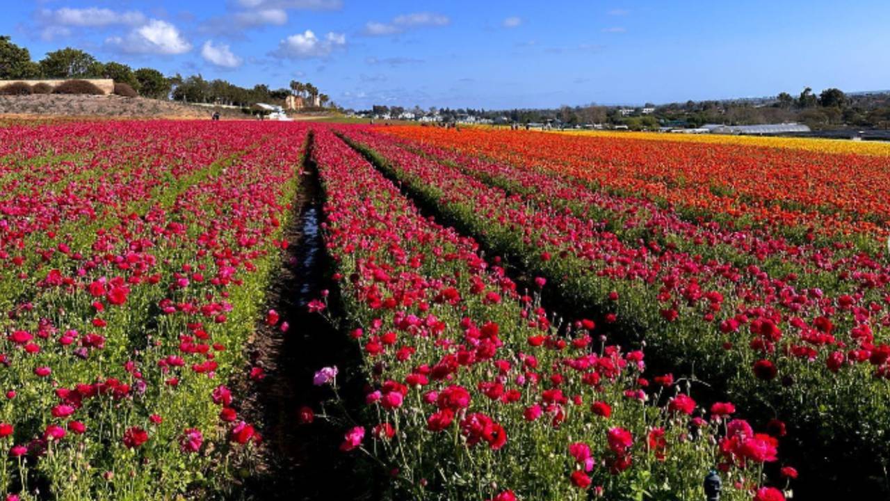 Spring; Nature's Symphony of Growth and Renewal